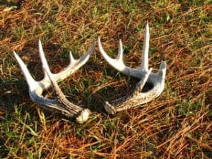 Shed antlers