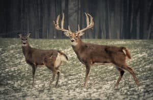 Trophy world record 8 point whitetail buck